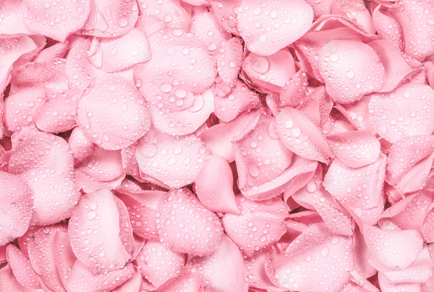 Rose Water + Benefits For Your Hair