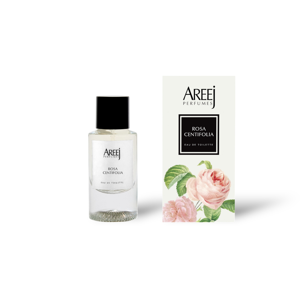 Rose Centifolia